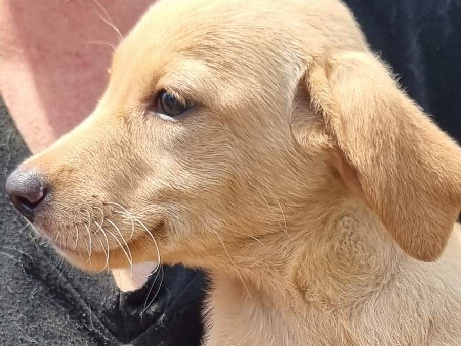 Adotta il cane Budino a Pavia