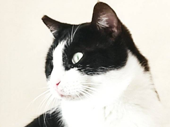 Vuoi adottare un gatto a Milano?