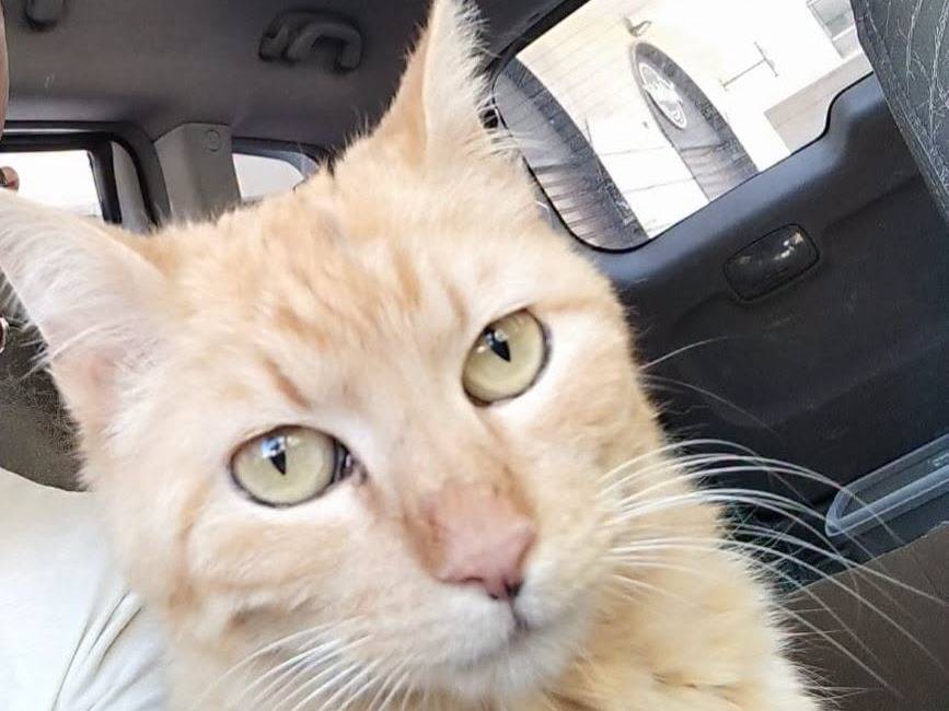 Adozione gatto, femmina, Razza sconosciuta Razza sconosciuta, 2 anni e 5 mesi, taglia non valida, Brescia