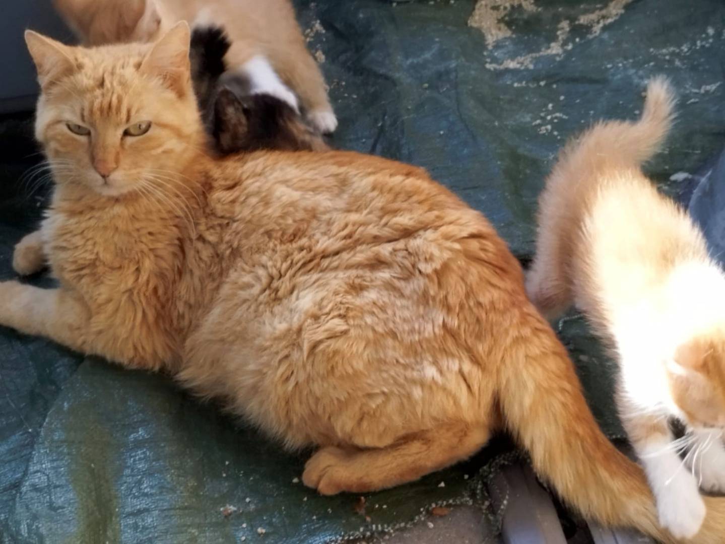 Vuoi adottare un gatto a Brescia?