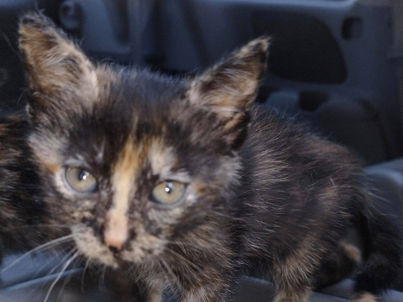 Adotta un gatto, femmina, 2 mesi, Brescia