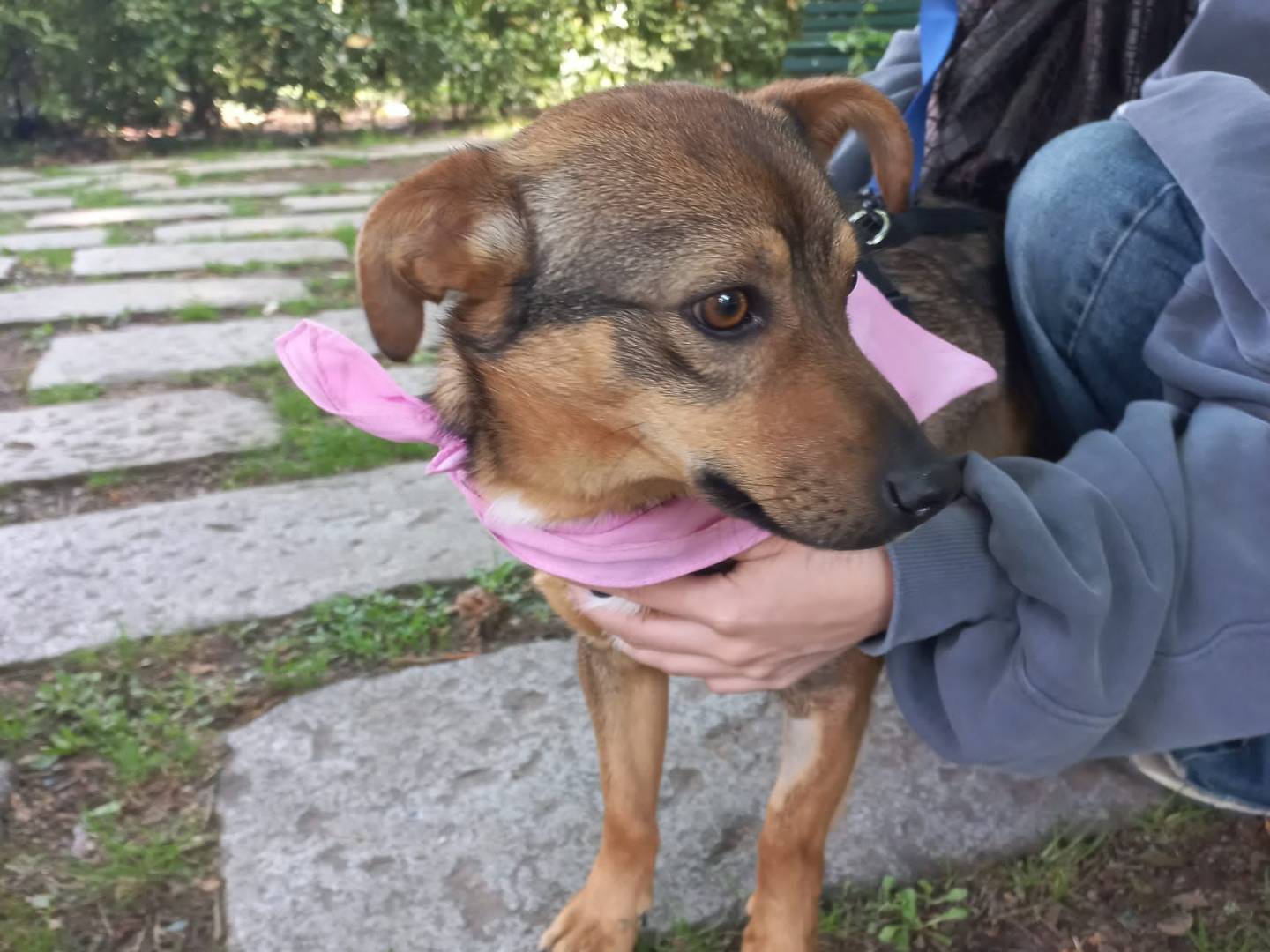 Adozione cane, maschio, Razza sconosciuta Razza sconosciuta, 1 anno e 5 mesi, taglia piccola, Milano