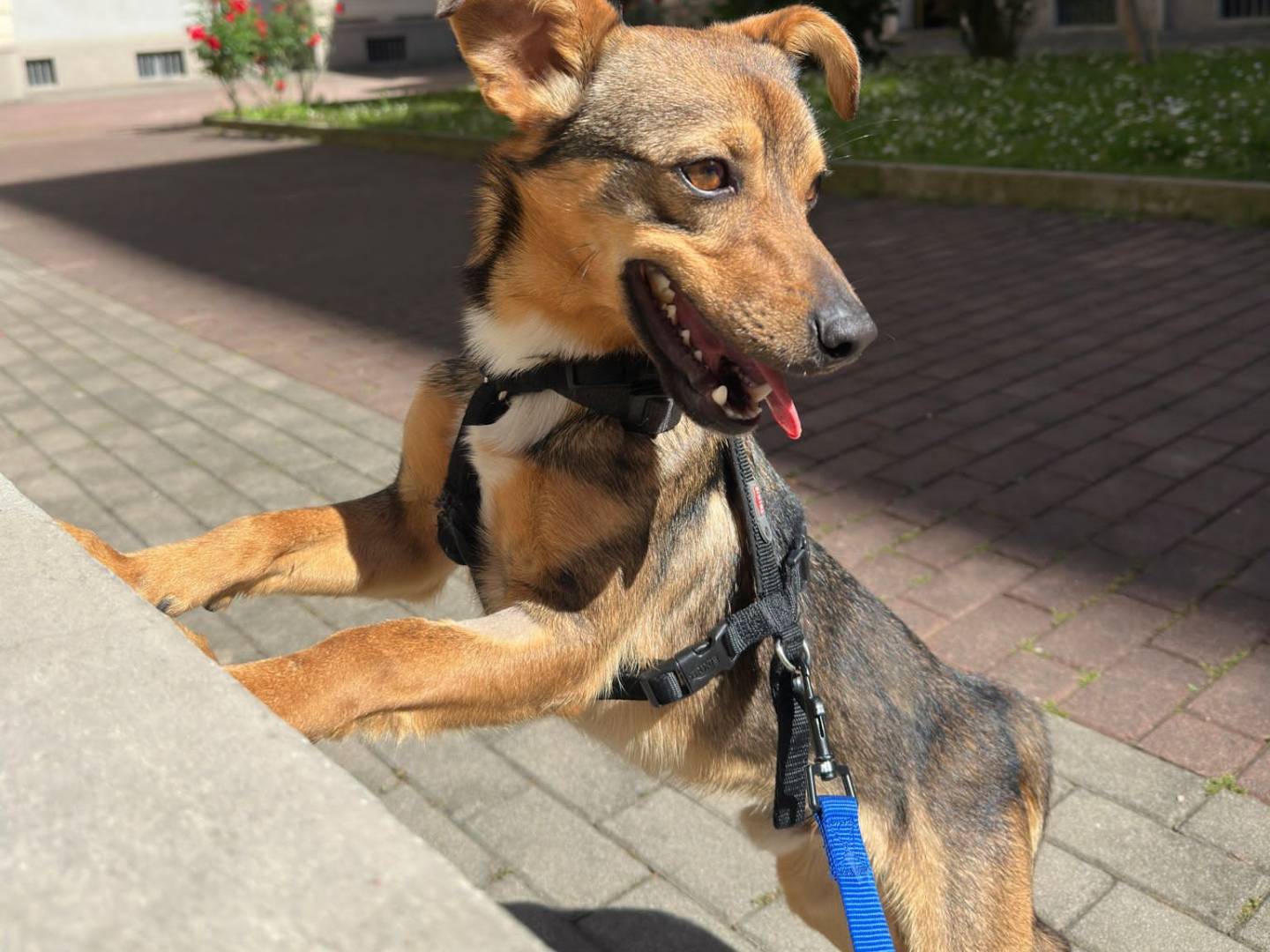 Adotta un cane, maschio, 1 anno e 5 mesi, Milano