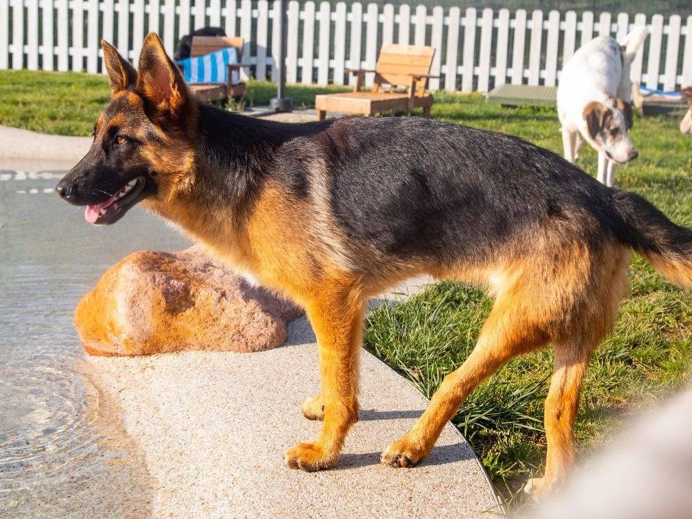 Adotta un cane, taglia media, femmina, Mantova