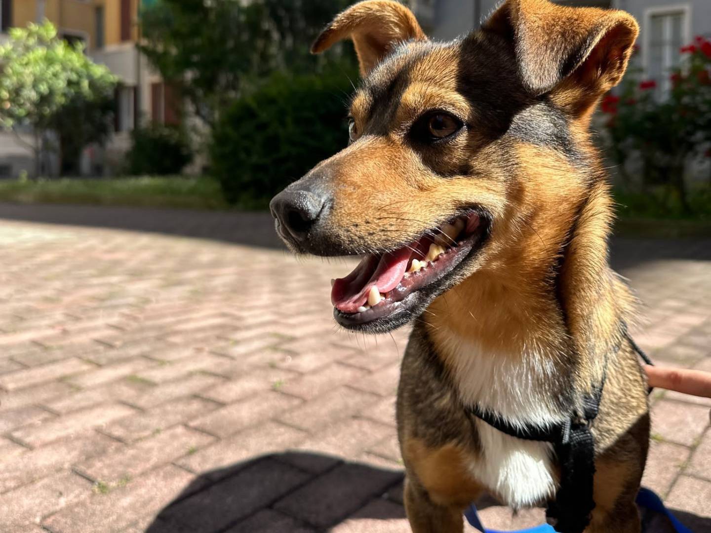 Adotta un cane, taglia piccola, maschio, Milano