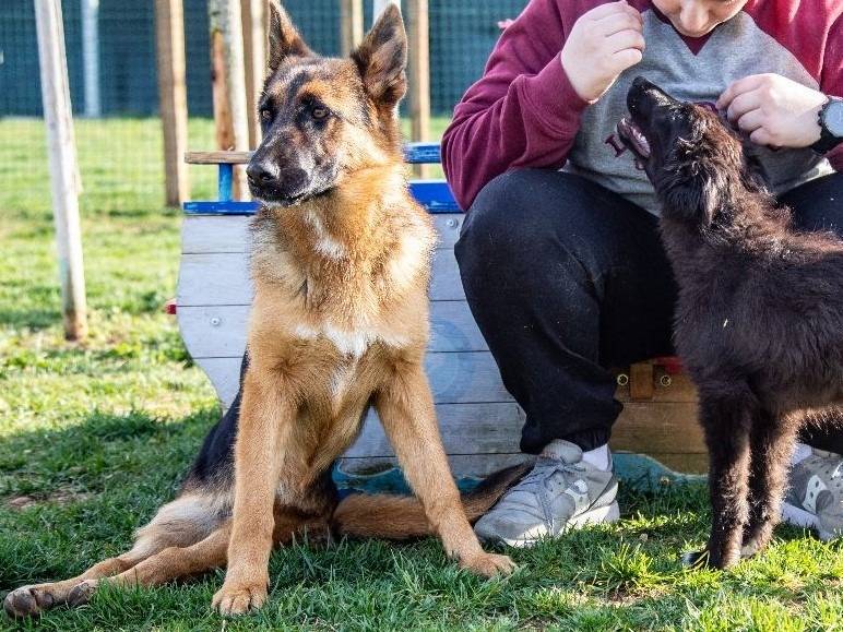 Vuoi adottare un cane a Mantova?