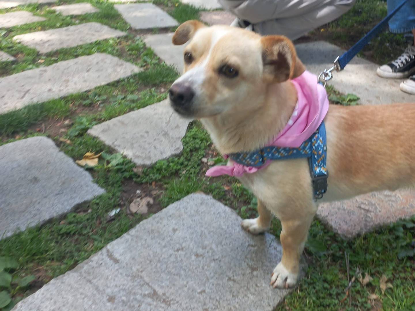 Adozione cane, maschio, Razza sconosciuta Razza sconosciuta, 1 anno e 5 mesi, taglia piccola, Milano