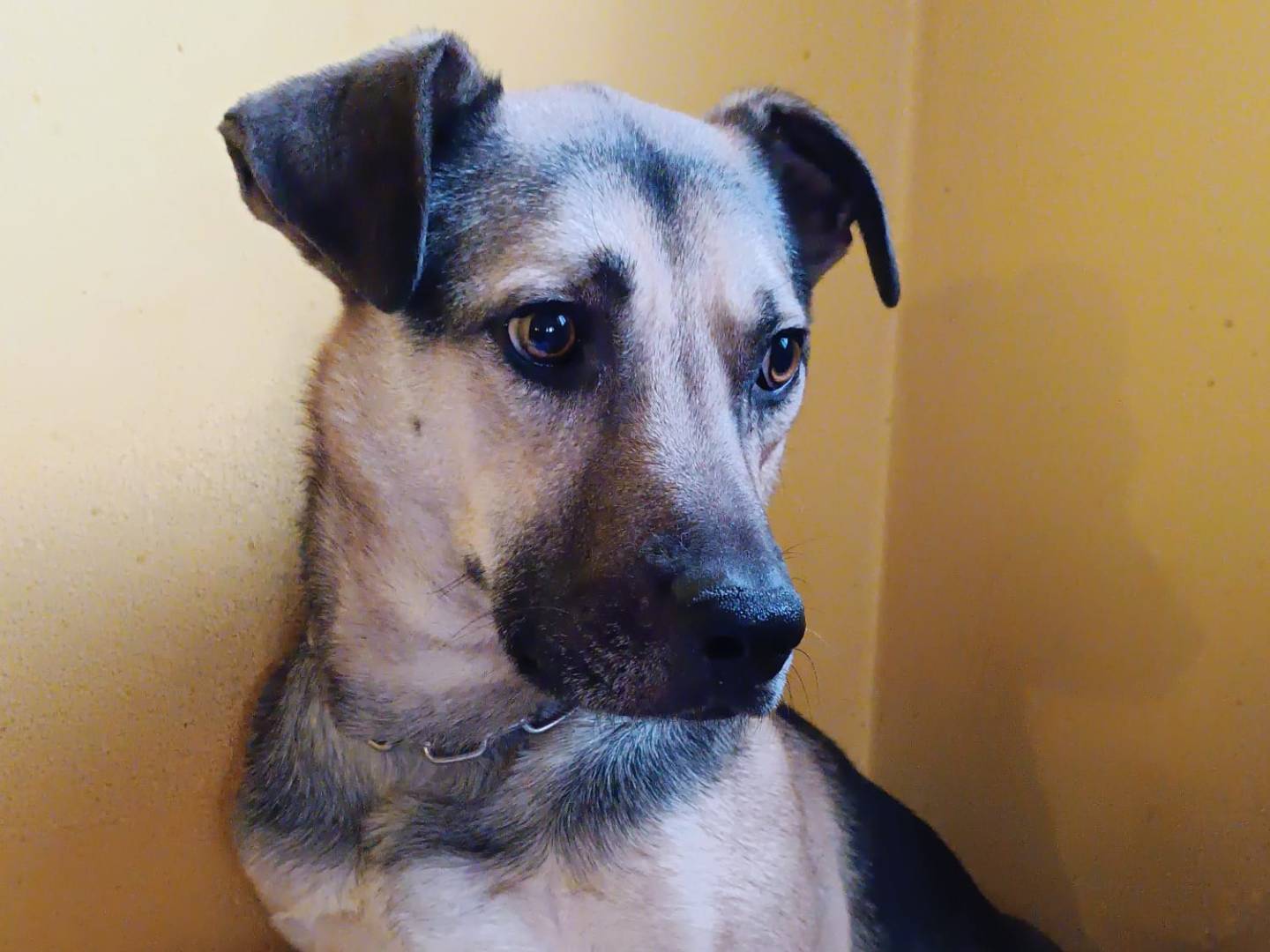 Adotta un cane, taglia media, maschio, Brescia