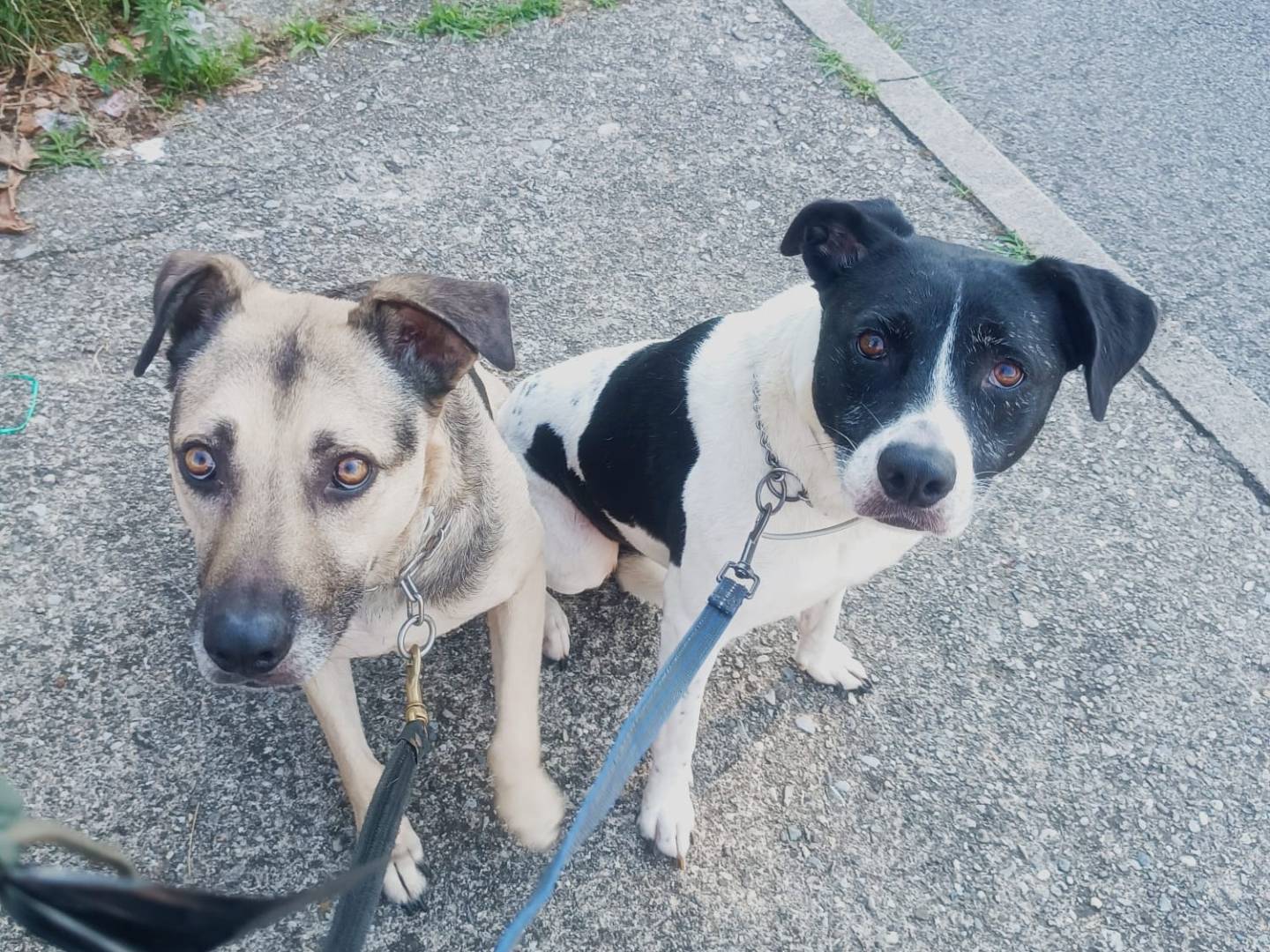 Adotta il cane Tango a Brescia