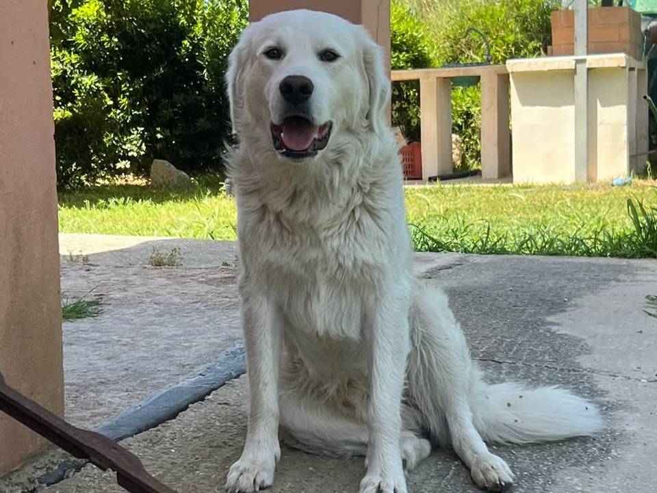 Adozione cane, maschio, Pastore maremmano Golden Retriever, 2 anni, taglia grande, Padova