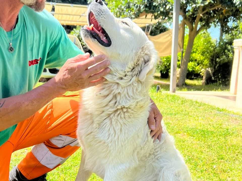 Adotta un cane, maschio, 2 anni, Padova