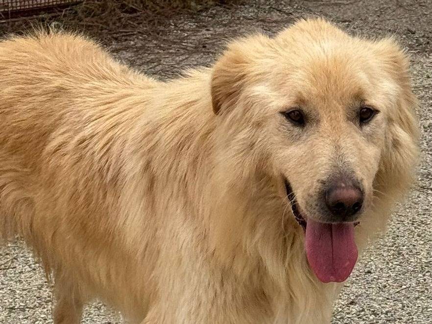 Adotta un cane, taglia media, femmina, Varese