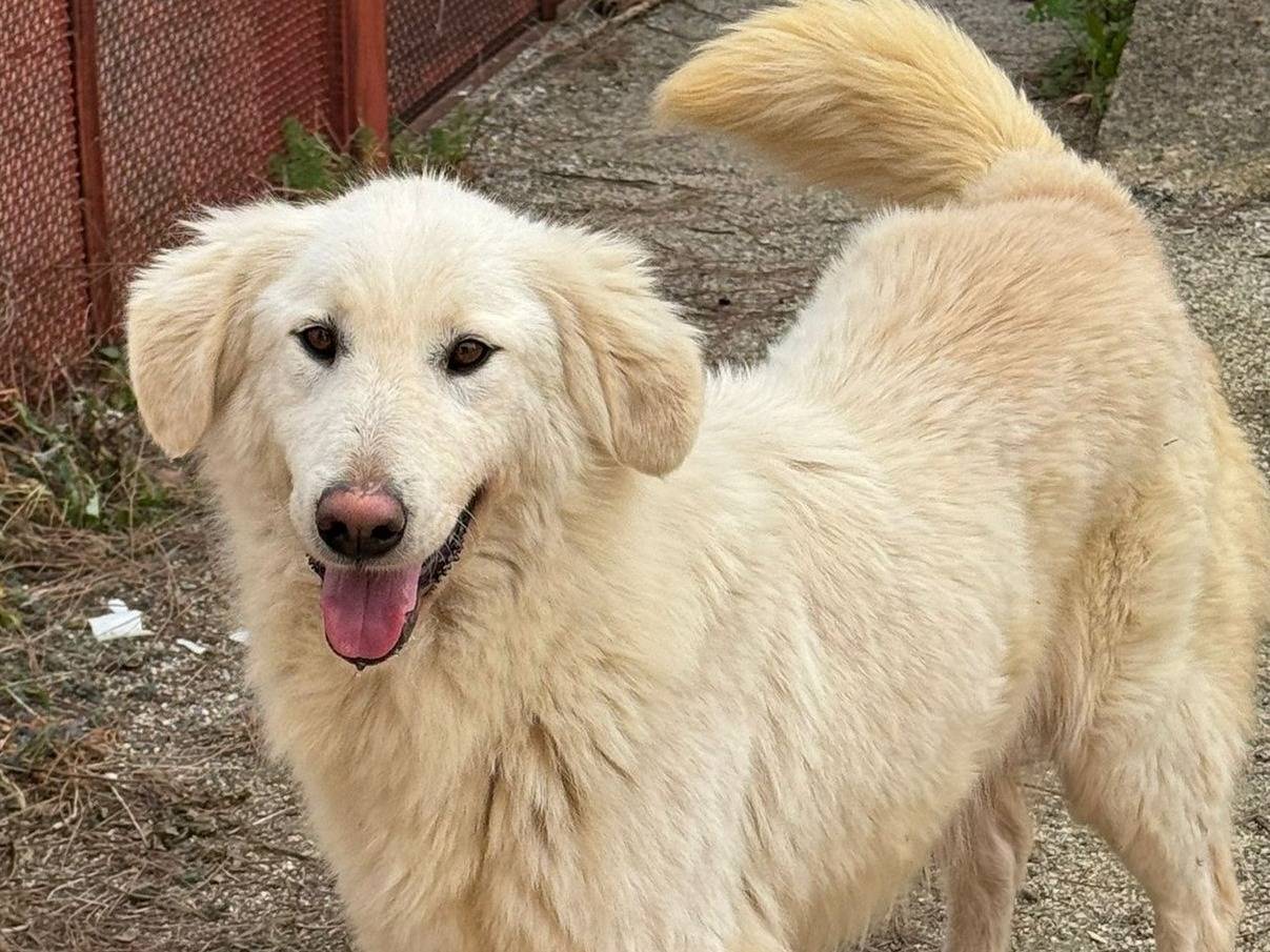 Vuoi adottare un cane a Varese?