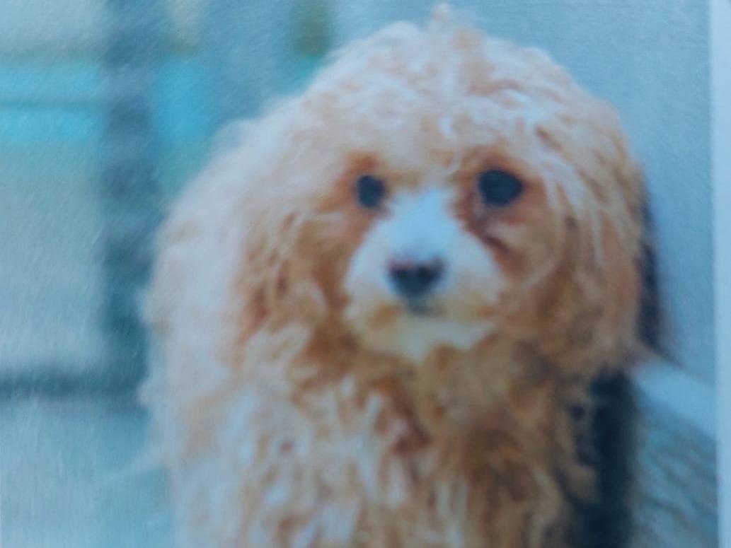 Adozione cane, femmina, Barbone Razza sconosciuta, 8 mesi, taglia piccola, Cremona