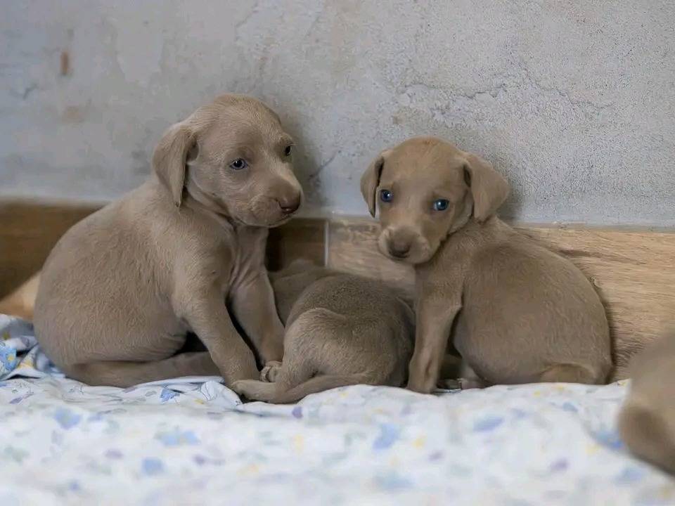 Adozione cane, maschio, Weimaraner Razza sconosciuta, 2 mesi, taglia media, Cremona