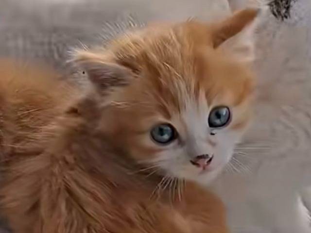 Adozione gatto, maschio, Razza sconosciuta Razza sconosciuta, 2 mesi, taglia non valida, Viterbo