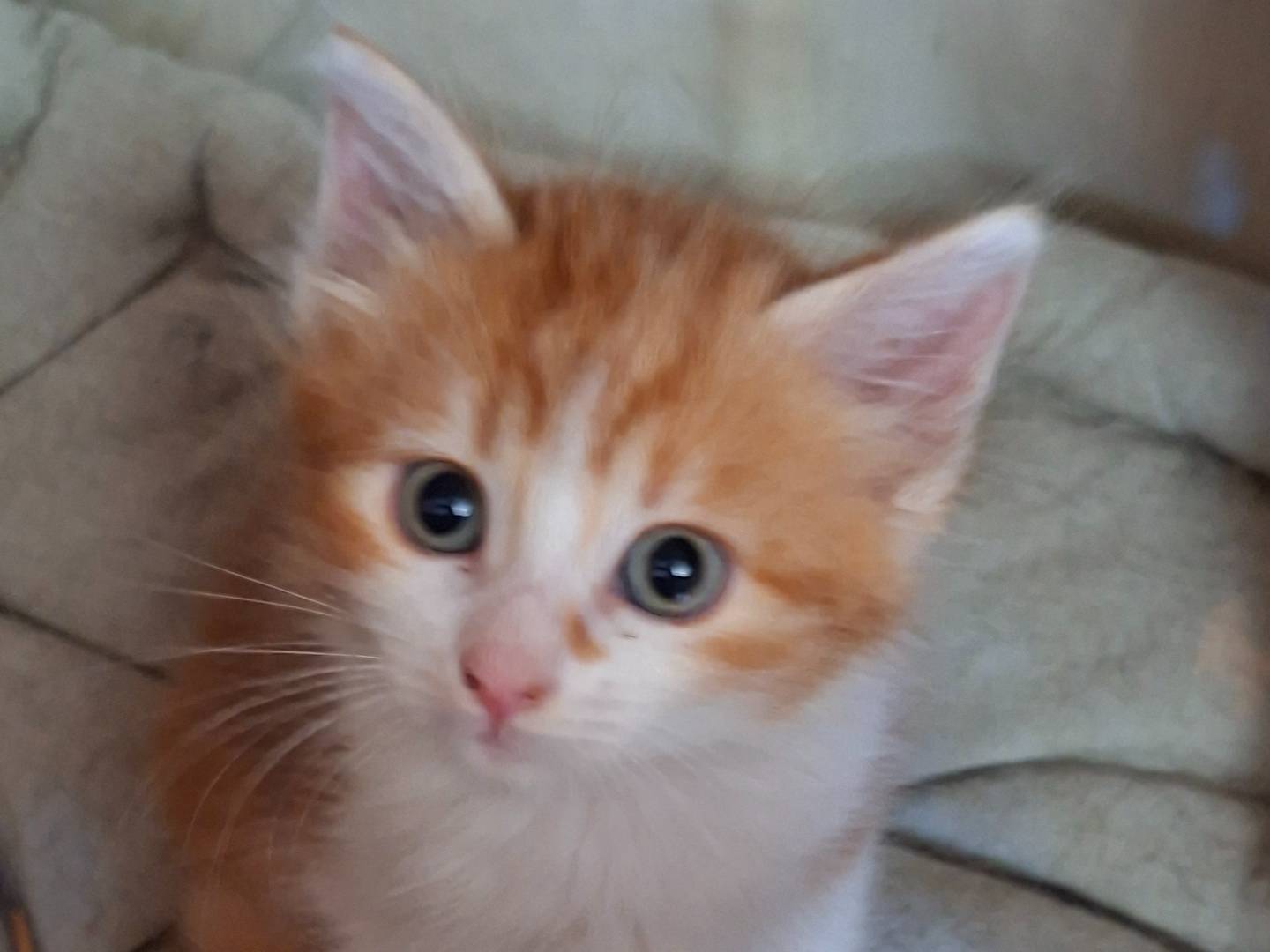 Adozione gatto, maschio, Razza sconosciuta Razza sconosciuta, 2 mesi, taglia non valida, Viterbo