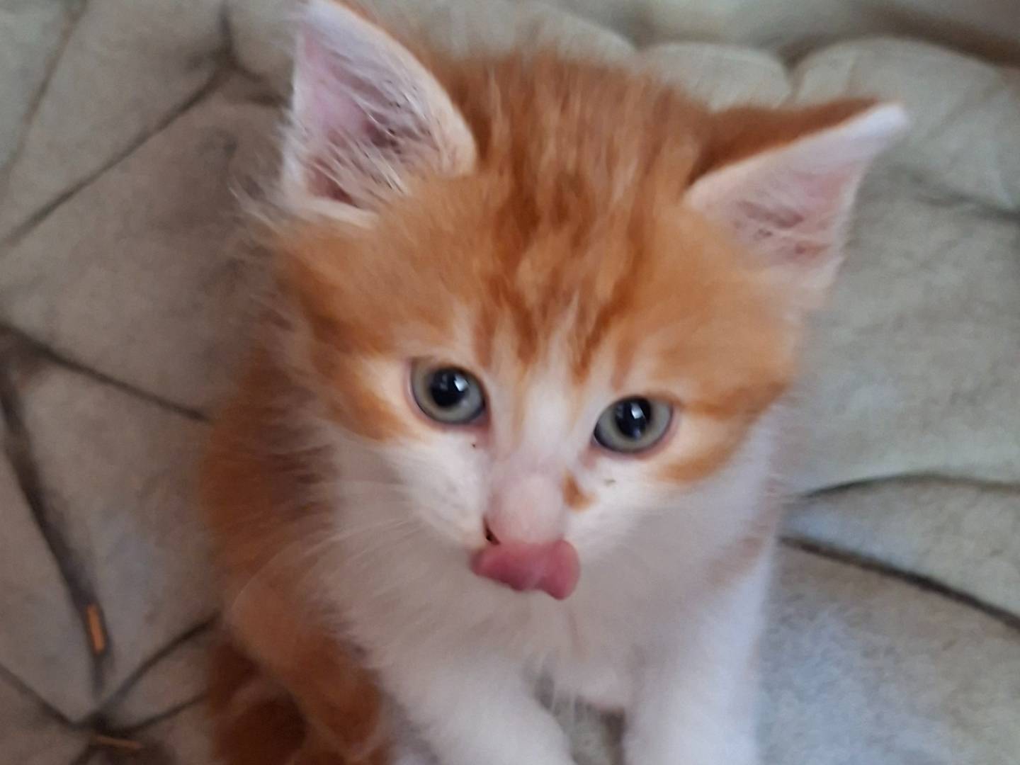 Adotta un gatto, maschio, 2 mesi, Viterbo