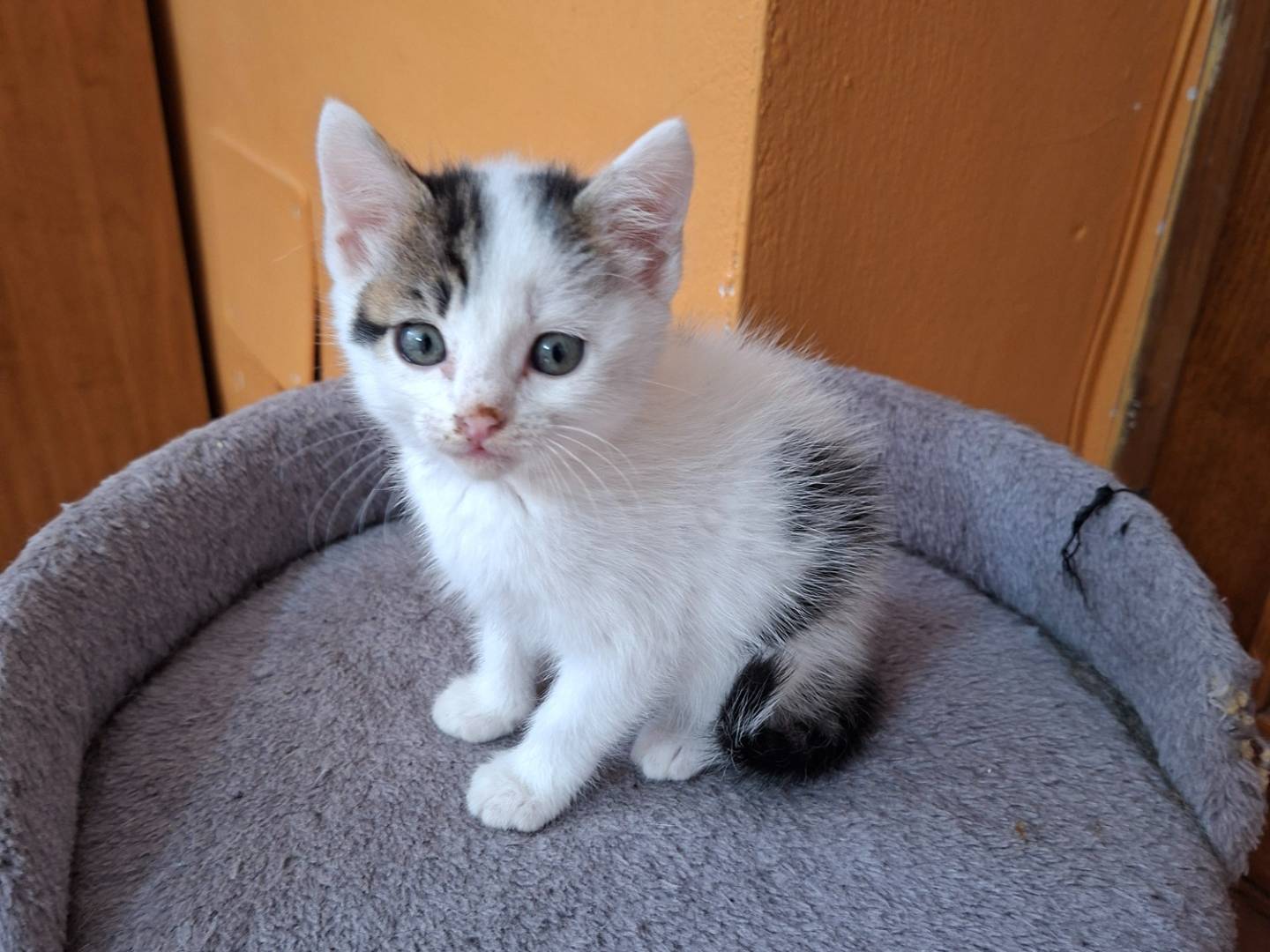 Adozione gatto, femmina, Razza sconosciuta Razza sconosciuta, 2 mesi, taglia non valida, Viterbo