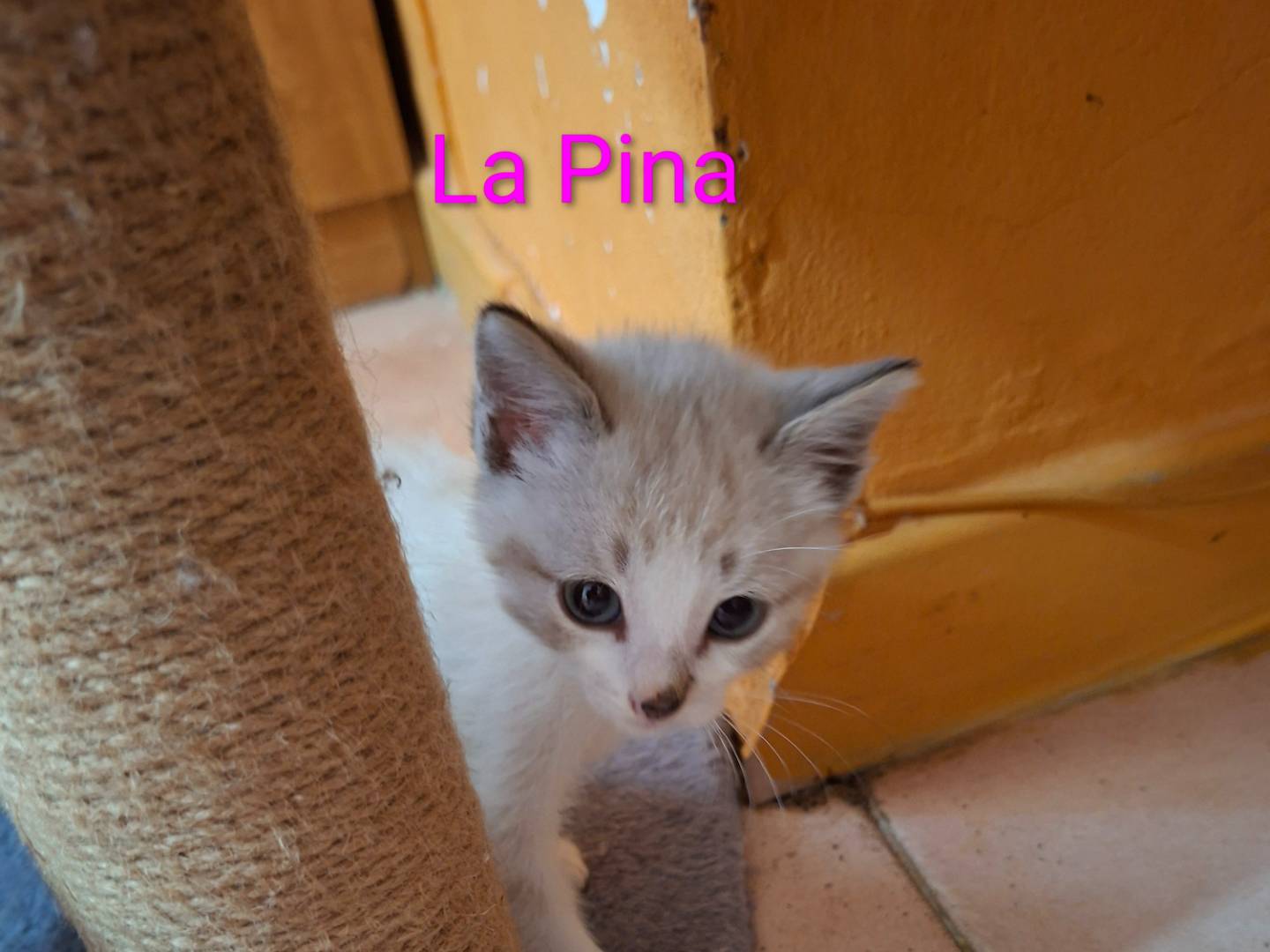 Adozione gatto, femmina, Razza sconosciuta Razza sconosciuta, 2 mesi, taglia non valida, Viterbo