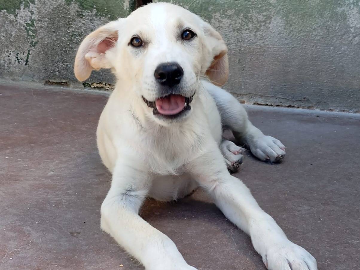 Adotta un cane, taglia media, maschio, Caserta