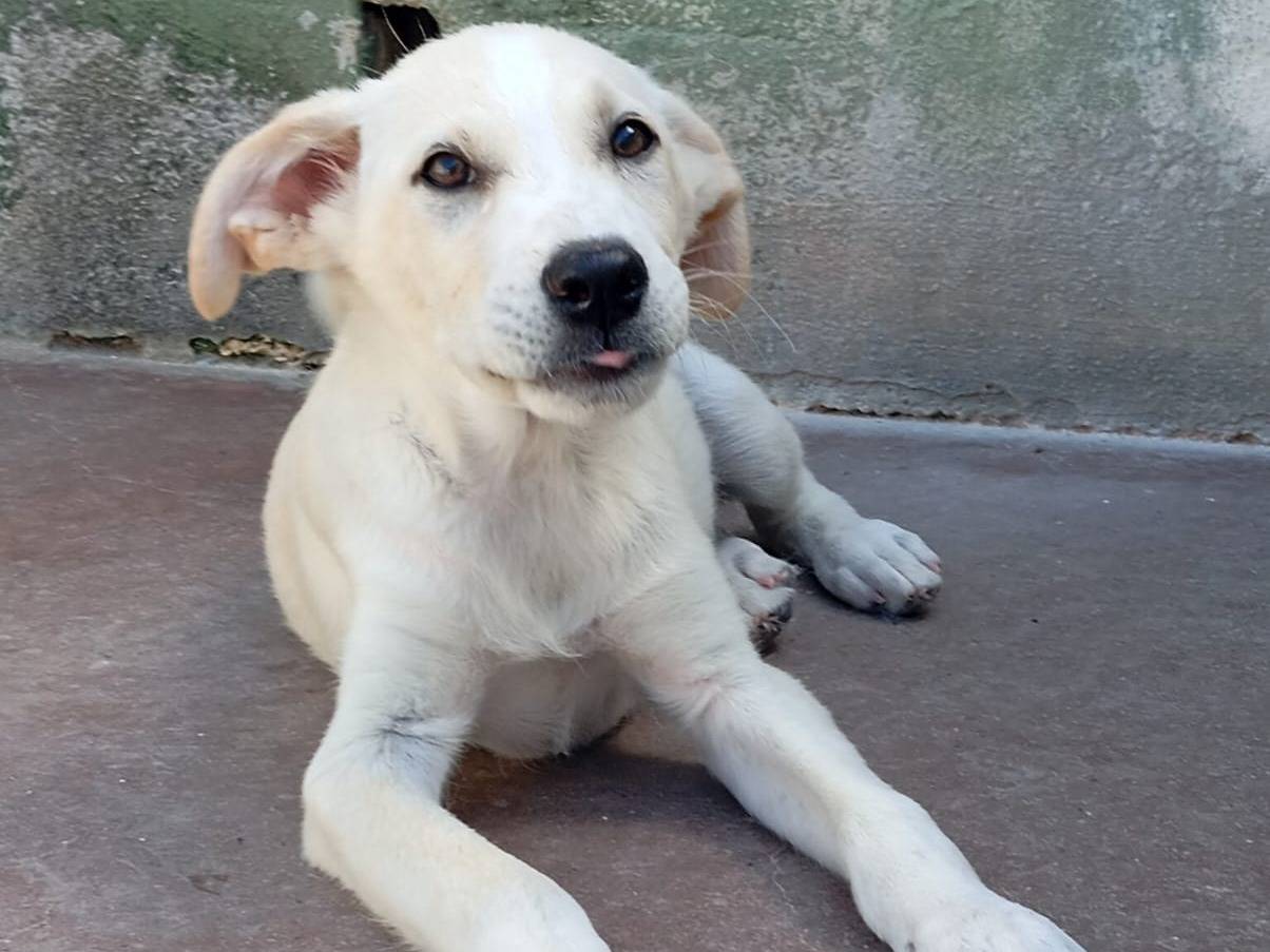 Adotta un cane, maschio, 3 mesi, Caserta