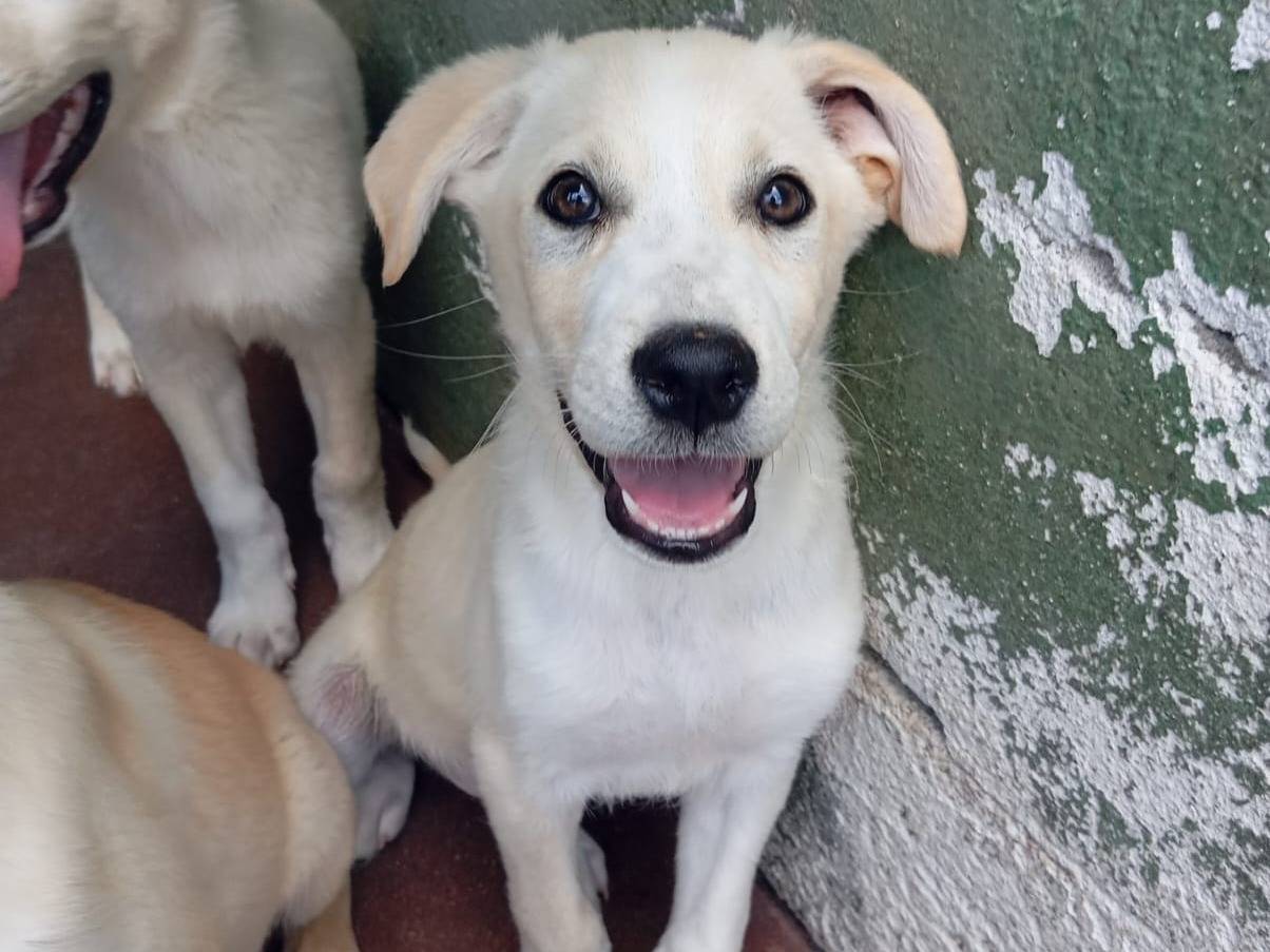 Adozione cane, maschio, Golden Retriever Labrador Retriever, 3 mesi, taglia media, Caserta