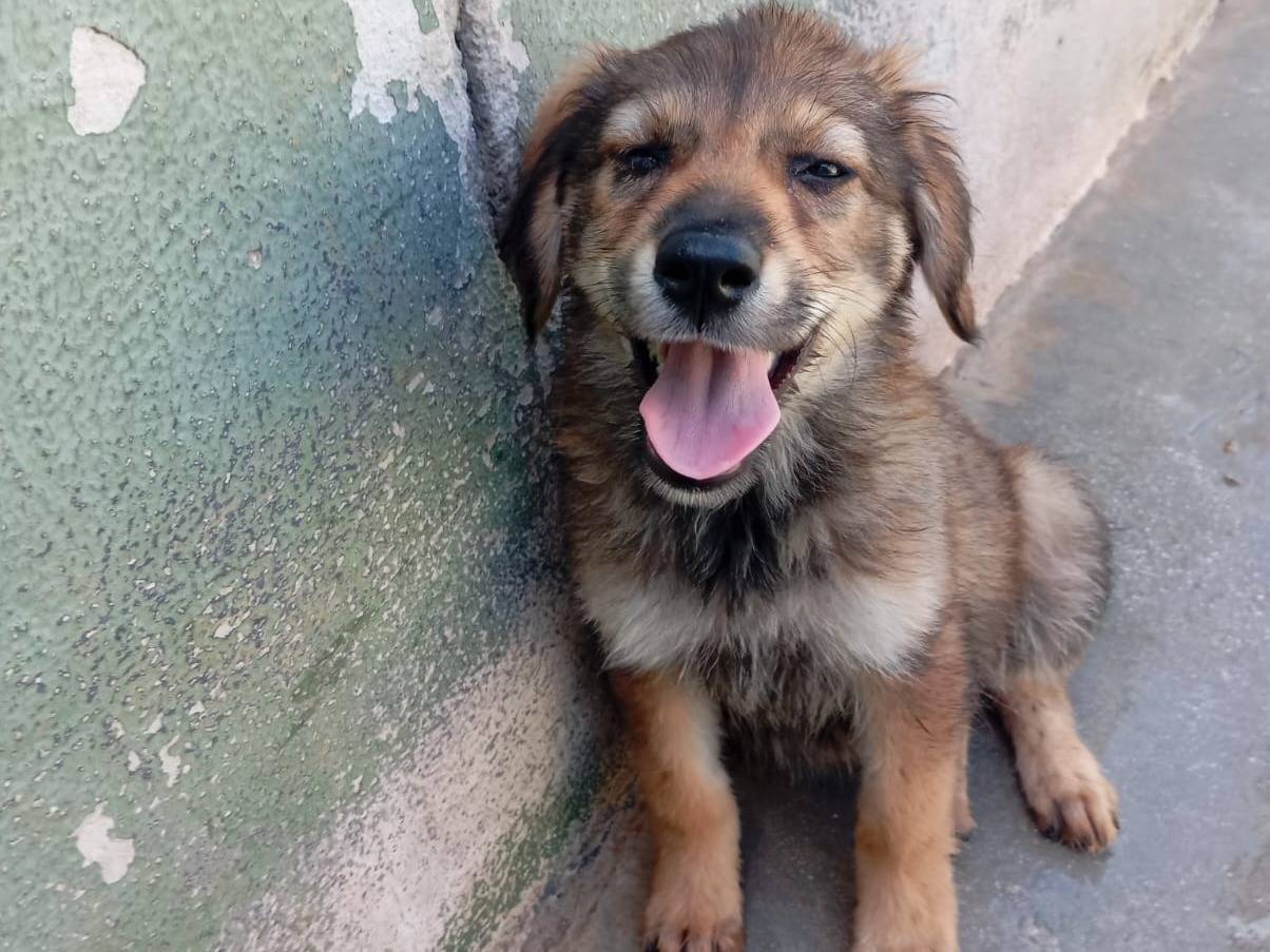 Adotta un cane, taglia media, femmina, Caserta