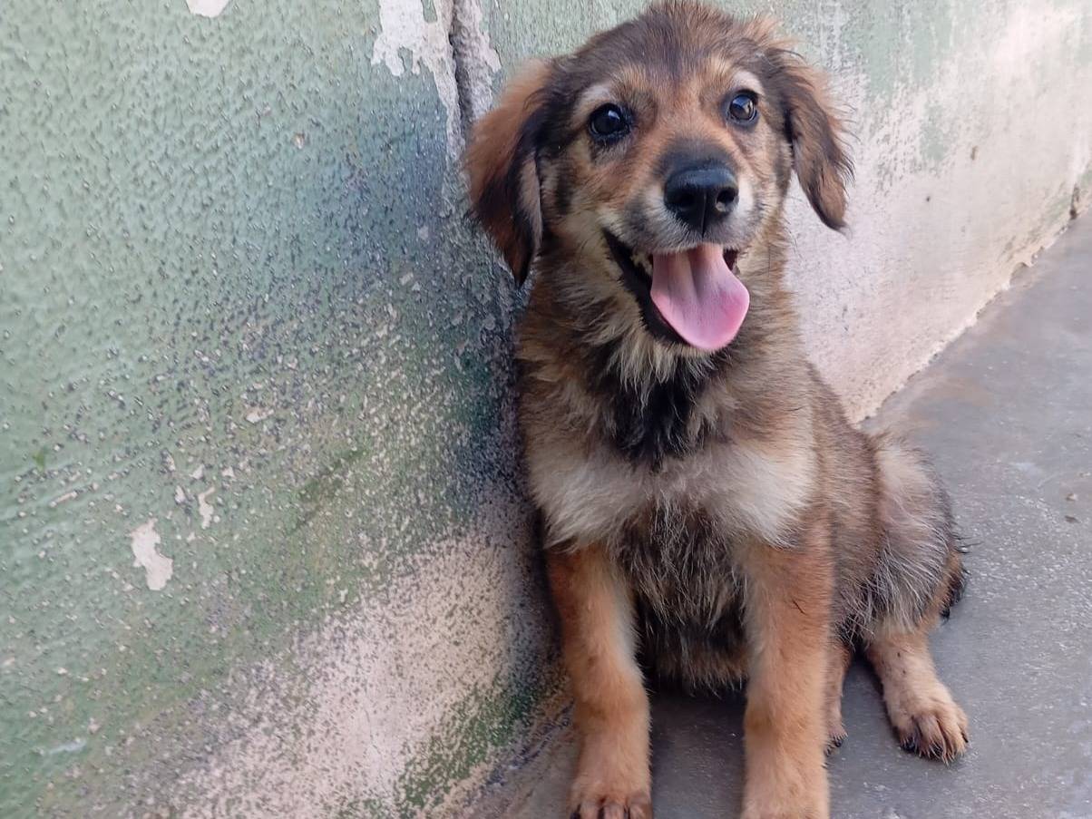 Adotta un cane, femmina, 3 mesi, Caserta