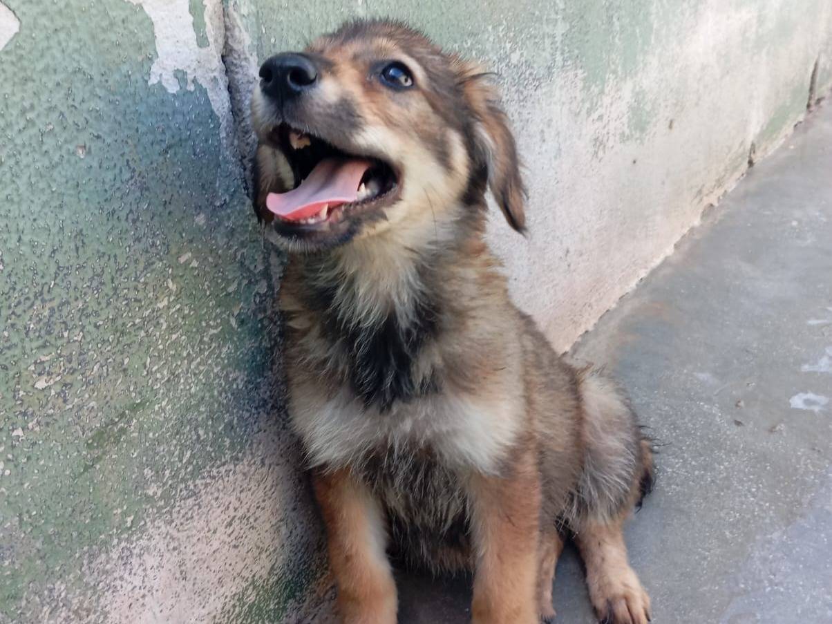 Vuoi adottare un cane a Caserta?