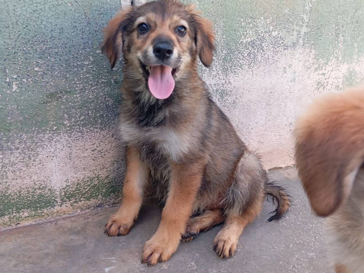 Adozione cane, femmina, Razza sconosciuta Razza sconosciuta, 3 mesi, taglia media, Caserta