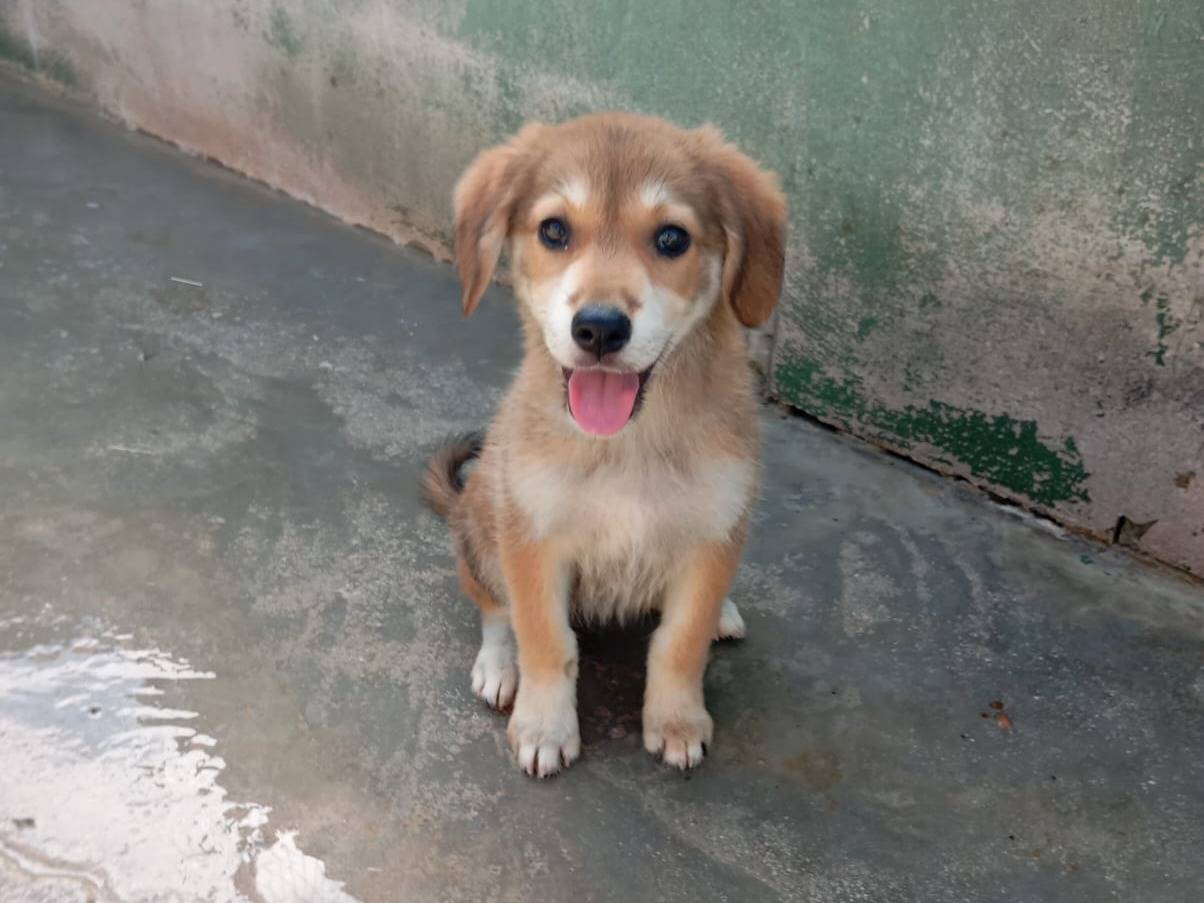 Adozione cane, femmina, Razza sconosciuta Razza sconosciuta, 2 mesi, taglia media, Caserta