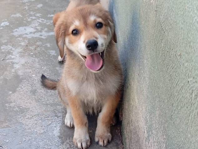 Vuoi adottare un cane a Caserta?