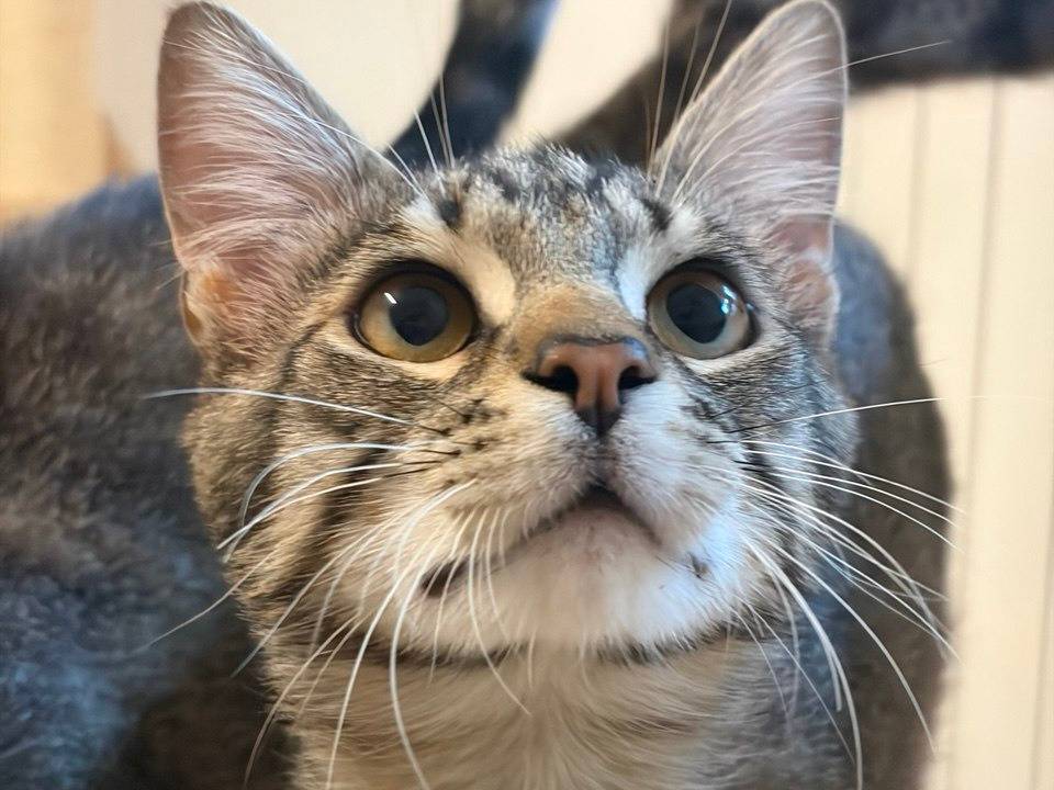 Adozione gatto, maschio, Razza sconosciuta Razza sconosciuta, 10 mesi, taglia non valida, Milano