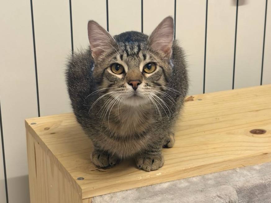 Adotta un gatto, maschio, 10 mesi, Milano