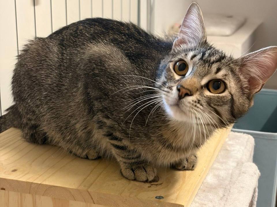 Adotta un gatto, taglia non valida, maschio, Milano