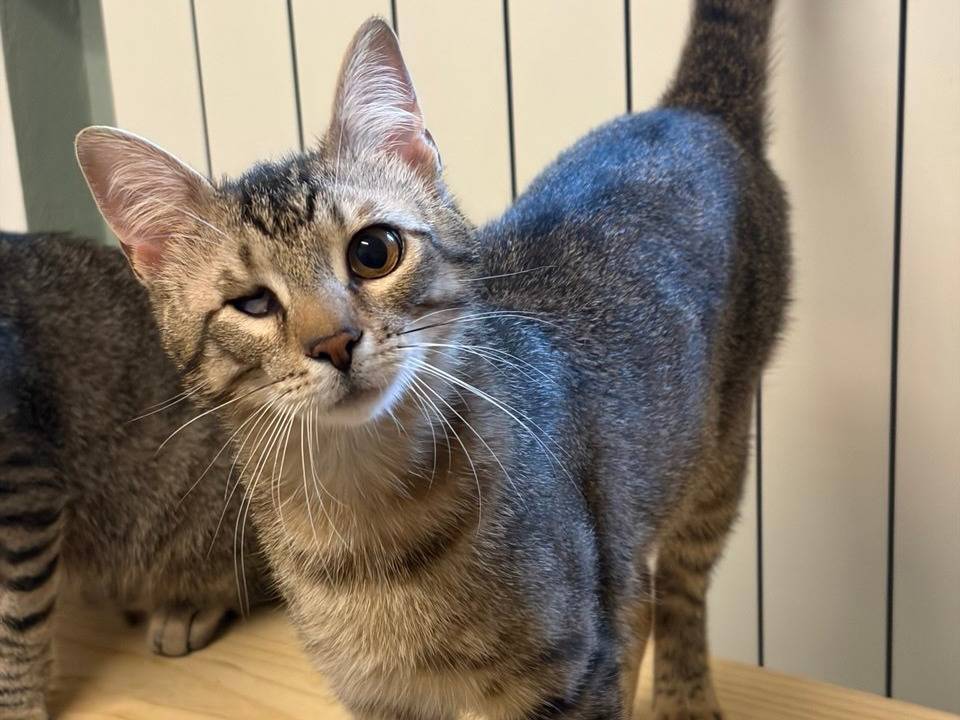Adozione gatto, maschio, Razza sconosciuta Razza sconosciuta, 10 mesi, taglia non valida, Milano