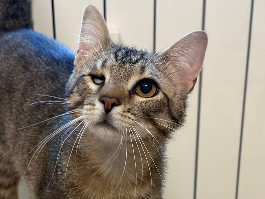Adotta un gatto, maschio, 10 mesi, Milano
