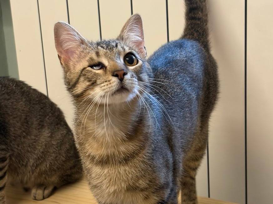 Adotta un gatto, taglia non valida, maschio, Milano
