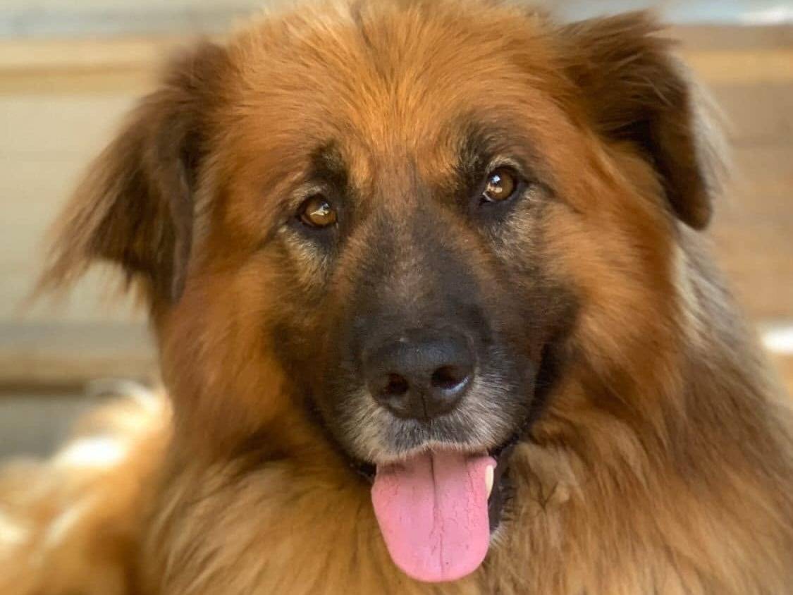 Adozione cane, maschio, Razza sconosciuta Razza sconosciuta, 5 anni, taglia grande, Firenze