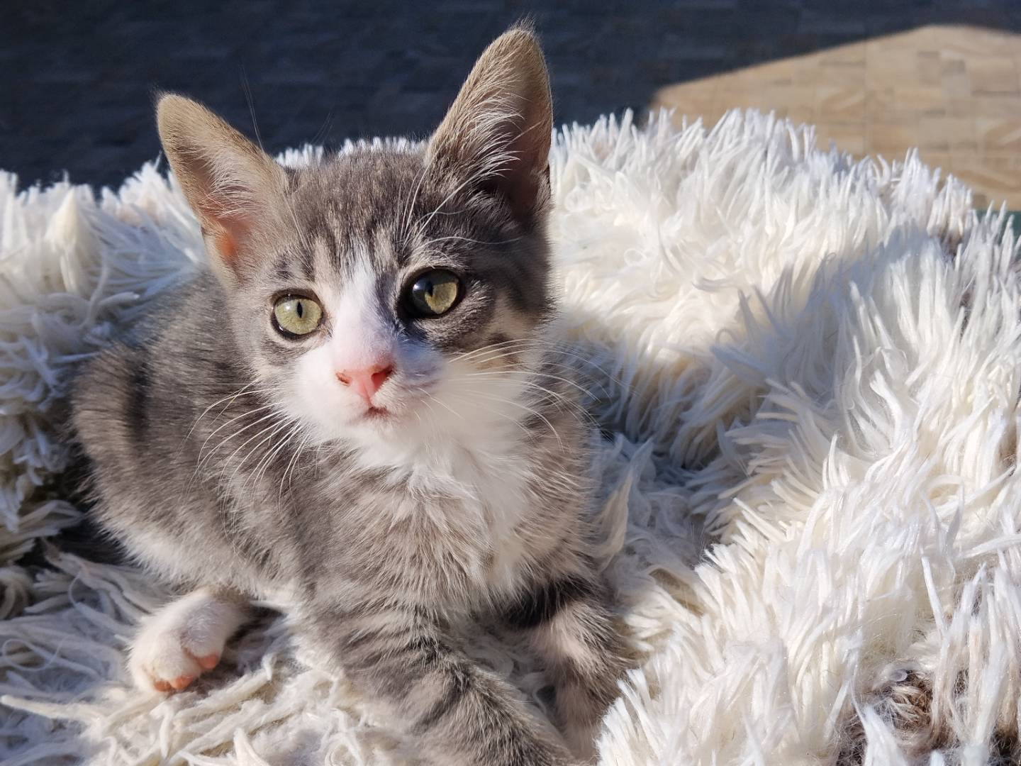 Adozione gatto, femmina, Razza sconosciuta Razza sconosciuta, 2 mesi, taglia non valida, Catania