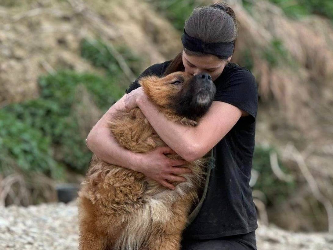 Adotta un cane, taglia grande, maschio, Firenze