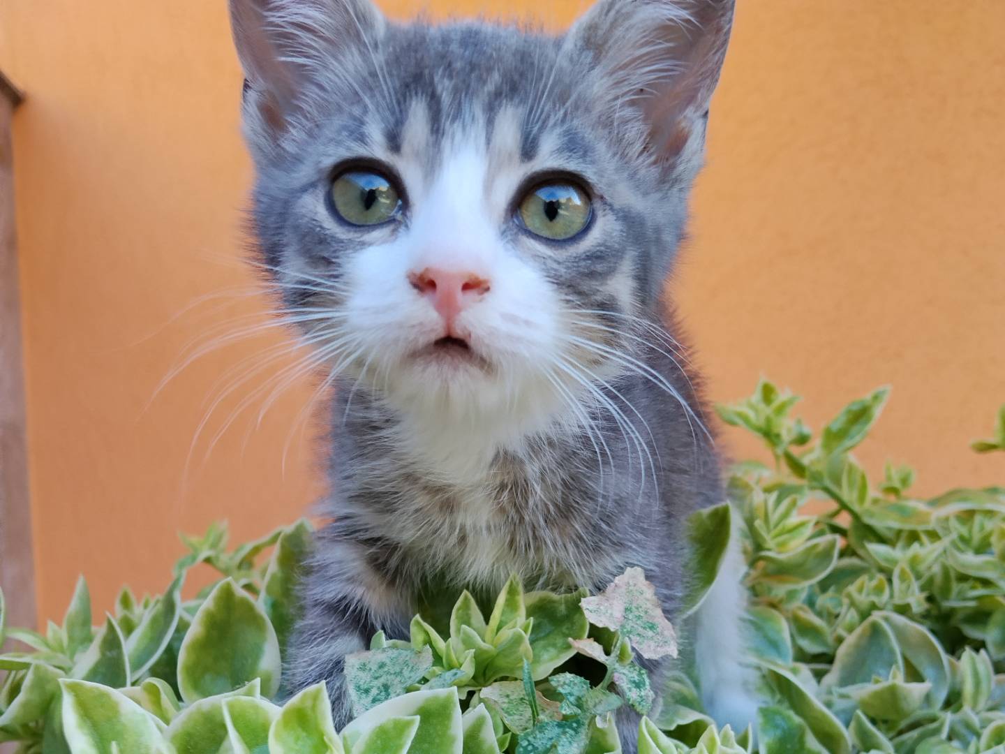 Adotta un gatto, femmina, 2 mesi, Catania
