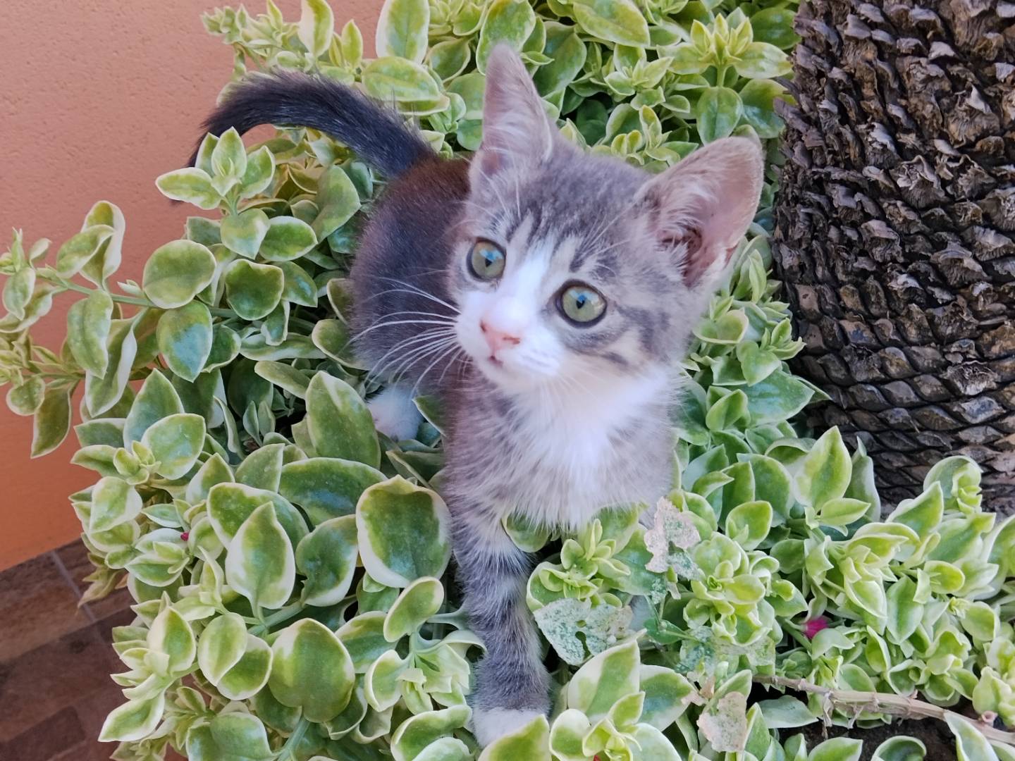 Adotta un gatto, taglia non valida, femmina, Catania