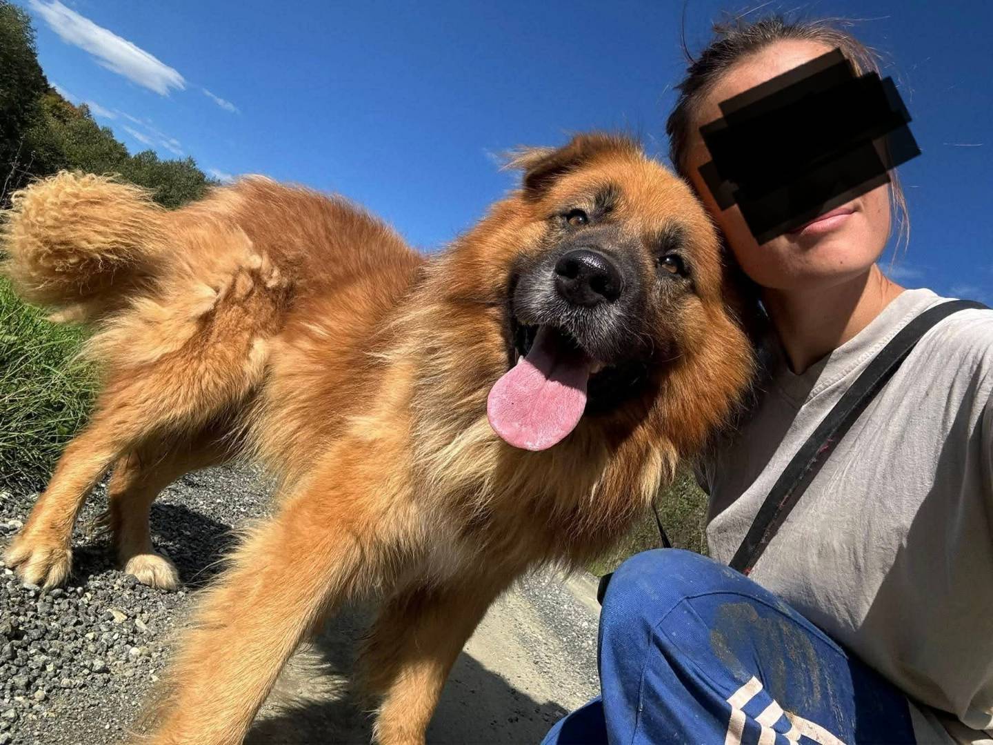Vuoi adottare un cane a Firenze?