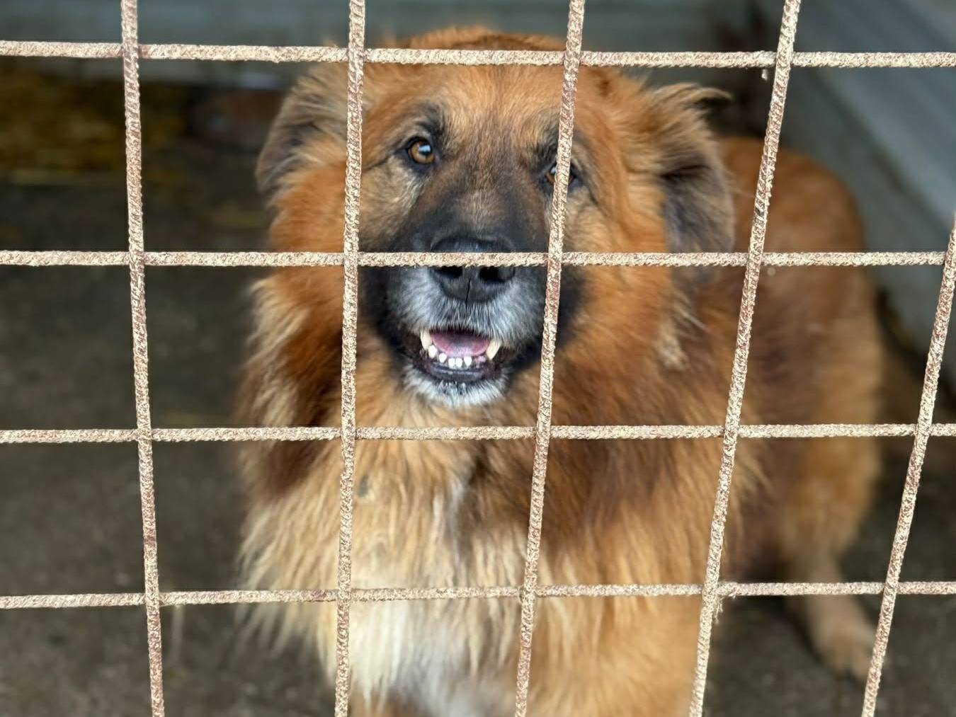 Adotta il cane SALEM a Firenze