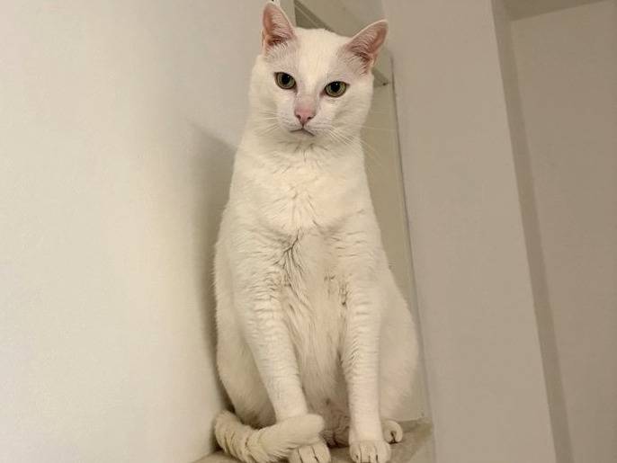 Adotta un gatto, maschio, 6 anni e 6 mesi, Milano