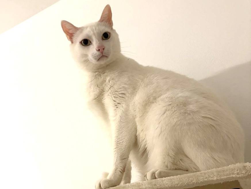 Adotta un gatto, taglia non valida, maschio, Milano