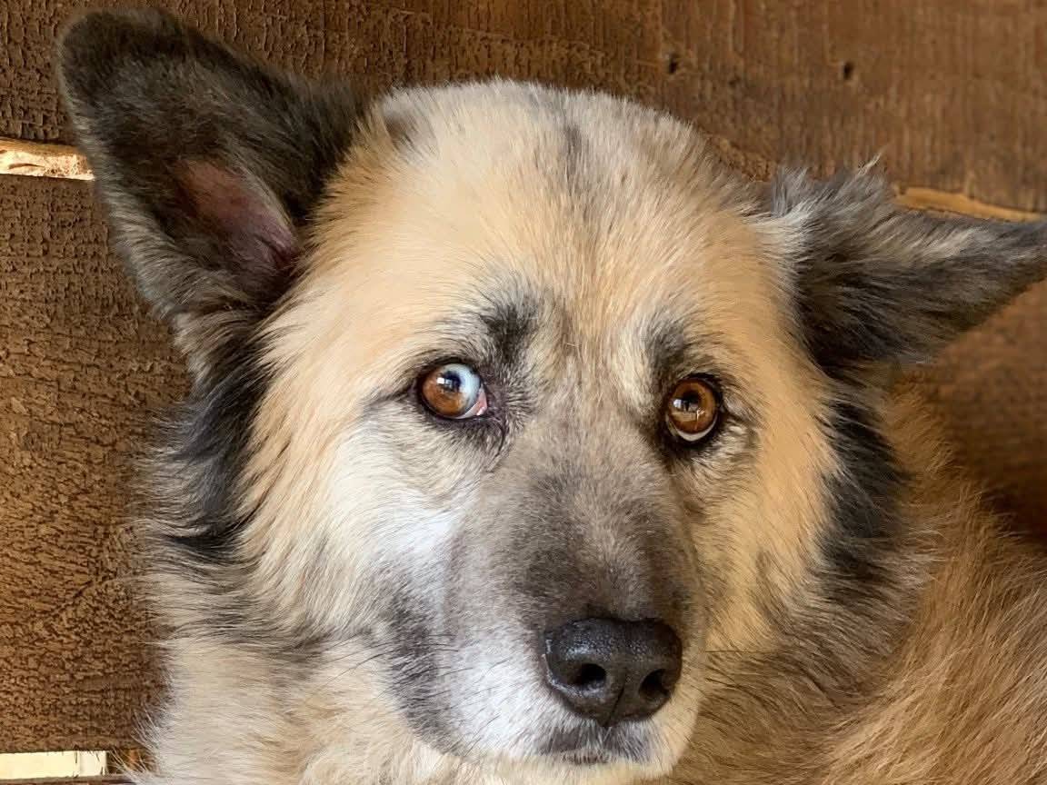 Adozione cane, femmina, Razza sconosciuta Razza sconosciuta, 6 anni, taglia media, Firenze