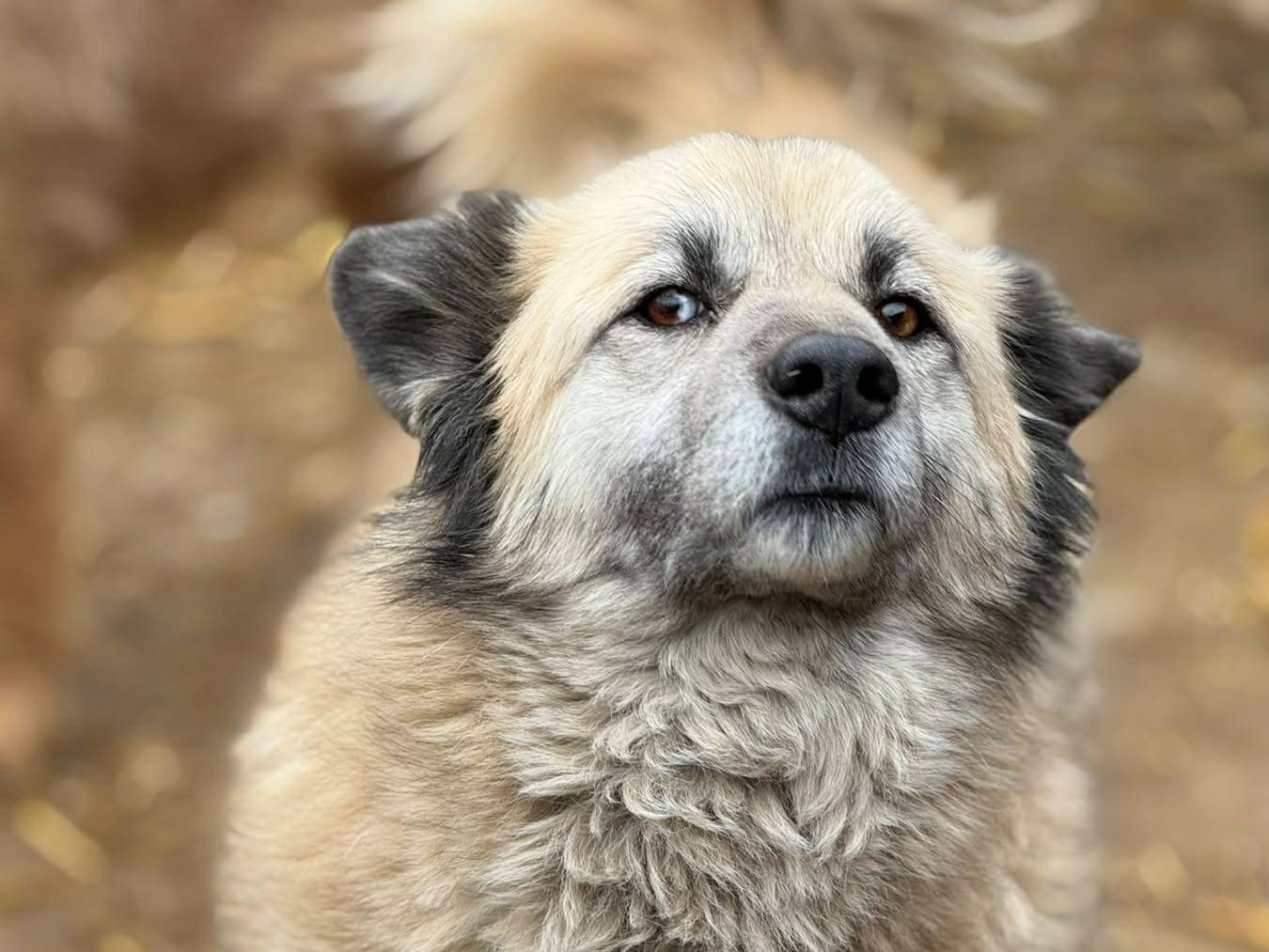 Adotta un cane, taglia media, femmina, Firenze